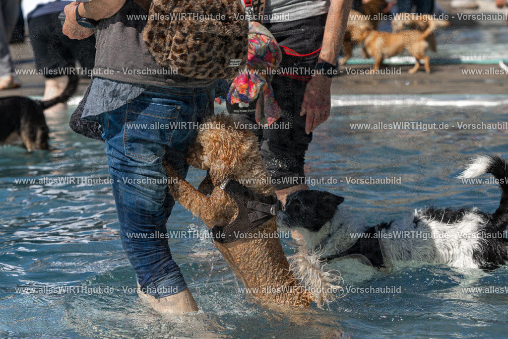 Hundeschwimmen_Volksbad_2026-allesWIRTHgut_Tierfotografie-2609061306-FAY06665 | Professionelle Tierfotografie in Mönchengladbach von Daniel Wirth (allesWIRTHgut). Liebevolle & natürliche Bilder von Hunden & Katzen für unvergessliche Erinnerungen.