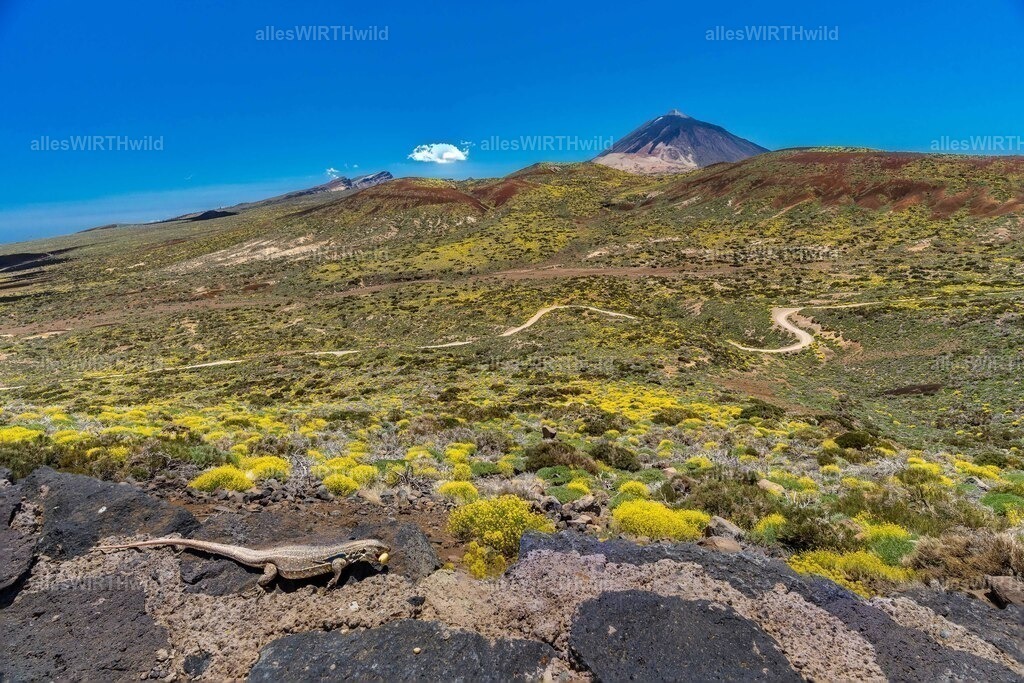 allesWIRTHgut Tierfotografie - 7IV04817-Bearbeitet | Entdecke die faszinierende Welt der Natur- und Wildlife-Fotografie von Daniel und Bärbel. Inspirierende Bilder von wilden Tieren und kleinen Naturwundern.