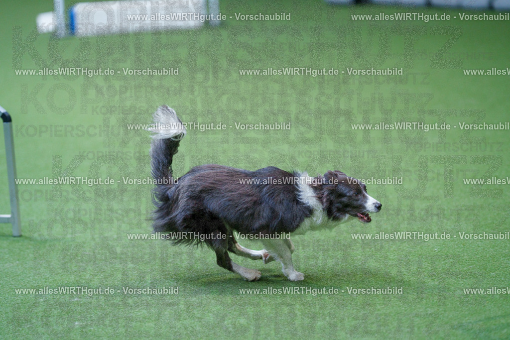 @allesWIRTHgut_Tierfotografie - www.allesWIRTHgut.de - 2604261227-7R500958 | Professionelle Tierfotografie in Mönchengladbach von Daniel Wirth (allesWIRTHgut). Liebevolle & natürliche Bilder von Hunden & Katzen für unvergessliche Erinnerungen.