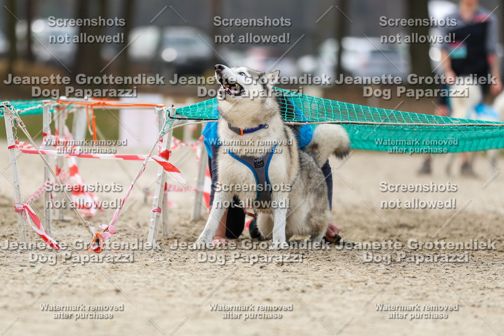 Dog Paparazzi - Strongdog North Mrz26-5680 | Dog Paparazzi Jeanette Grottendiek Fotografie & Videografie - Realisiert mit Pictrs.com