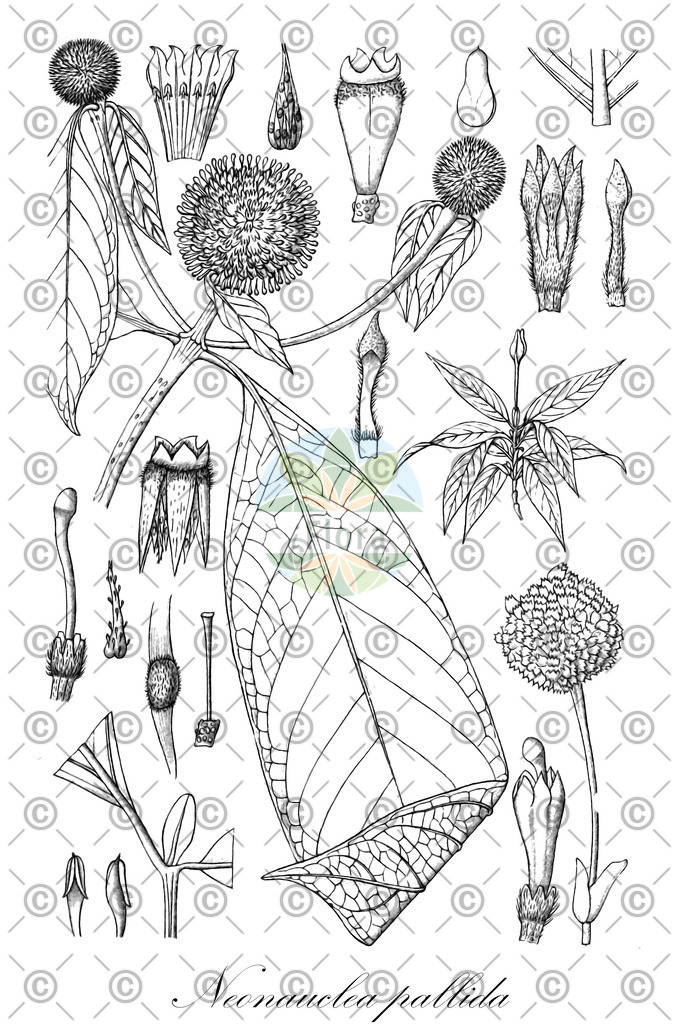 HistAbb_wfo-0000382582_1_ENZY_Simple | Historische Abbildung von Neonauclea pallida - Rubiaceae | Historical Illustration of Neonauclea pallida - Rubiaceae