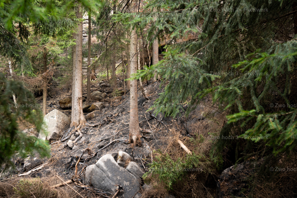 Obere_Affensteinpromenade_Baumstamm_Zweig_Waldbrand | 2022-09-02_Waldbrandgebiete_2 - Realisiert mit Pictrs.com