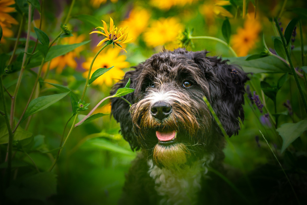 allesWIRTHgut Tierfotografie - 20210730-AWG02558 | Professionelle Tierfotografie in Mönchengladbach von Daniel Wirth (allesWIRTHgut). Liebevolle & natürliche Bilder von Hunden & Katzen für unvergessliche Erinnerungen.