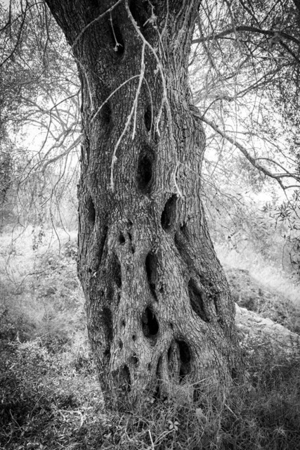 Olive Baum / Olea europaea, Olivia / Olive tree | Kreative Fotografie von Fotoloft-MaciejRusinek aus Frankfurt am Main. Große Motivauswahl in individuell ausgewählten Formaten auf unterschiedlichen Materialien. Bestellen bequem online.
Preise sind variable, je nach Material und Größe. 
 - Realisiert mit Pictrs.com
