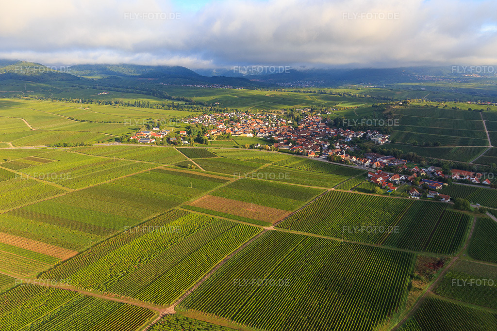 Luftbild: Weinberge am südlichen Ortsrand in Ilbesheim bei Landau im Bundesland Rheinland-Pfalz in Deutschland. Foto: IMG_103314.jpg vom 10.09.2017 durch Werner Riehm/FLY-FOTO.de
