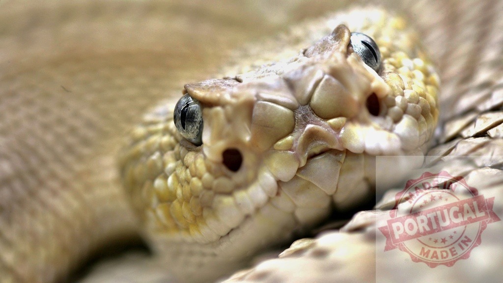 Venomous snake showing fangs and flickering tongue | Extreme close-up of a venomous snake showing fangs and flickering tongue, highlighting the danger and beauty of these reptiles - Realized with Pictrs.com