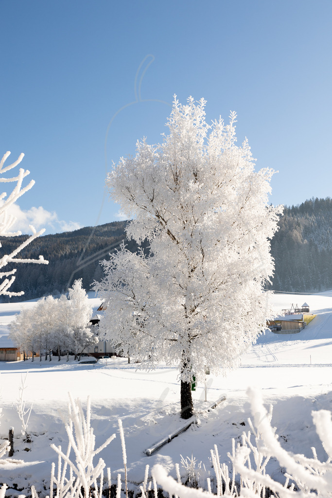 Frost Lungau Winter | Ihre Fotografin im Lungau, ihre Fotografin im Mostviertel, Wandbilder Onlineshop, Imagefotos für Ihr Unternehmen,  - Realisiert mit Pictrs.com