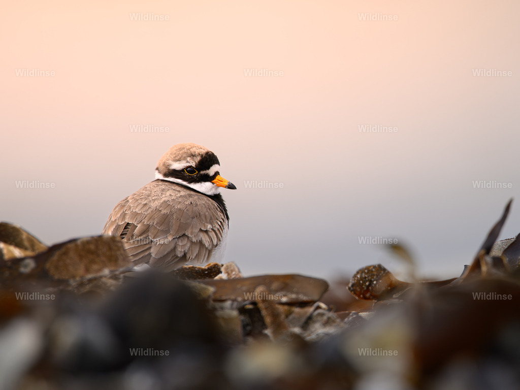 Wildlinse-240418-1 | Willkommen bei Wildlinse. Wildtierfotografien aus Schleswig-Holstein: Entdecke einzigartige Fine-Art-Prints und Poster, die Ruhe, Wildnis und die Schönheit unserer heimischen Tierwelt in dein Zuhause bringen. - Realisiert mit Pictrs.com