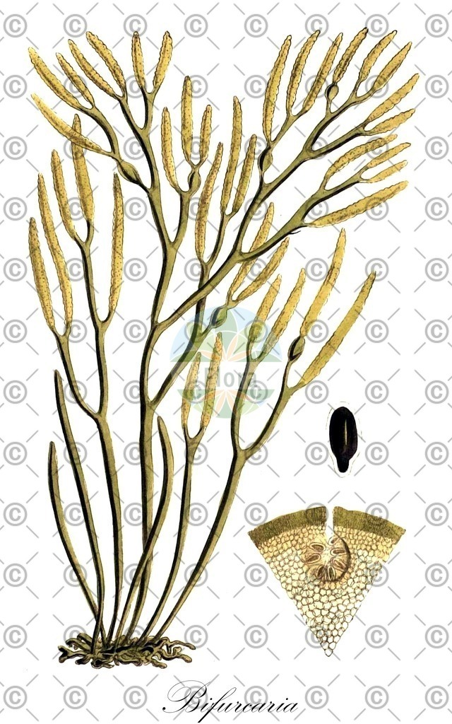 HistAbb_7NQQT_2_ENZY_Simple | Historische Abbildung von Bifurcaria - Sargassaceae (0) | Historical Illustration of Bifurcaria - Sargassaceae (0)