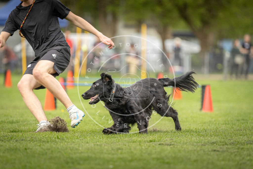 Pfotenfotografie_DV3A0680 | Hundefotografie, Tierfotograf, Pfotenfotografie, Fotoshooting Hund, Hunde Portrait, Hundesport, Hundeportraits, Heideshooting, Hunde, Sportfotograf, Hundefotograf, Turnierhundsport, THS,  - Realisiert mit Pictrs.com
