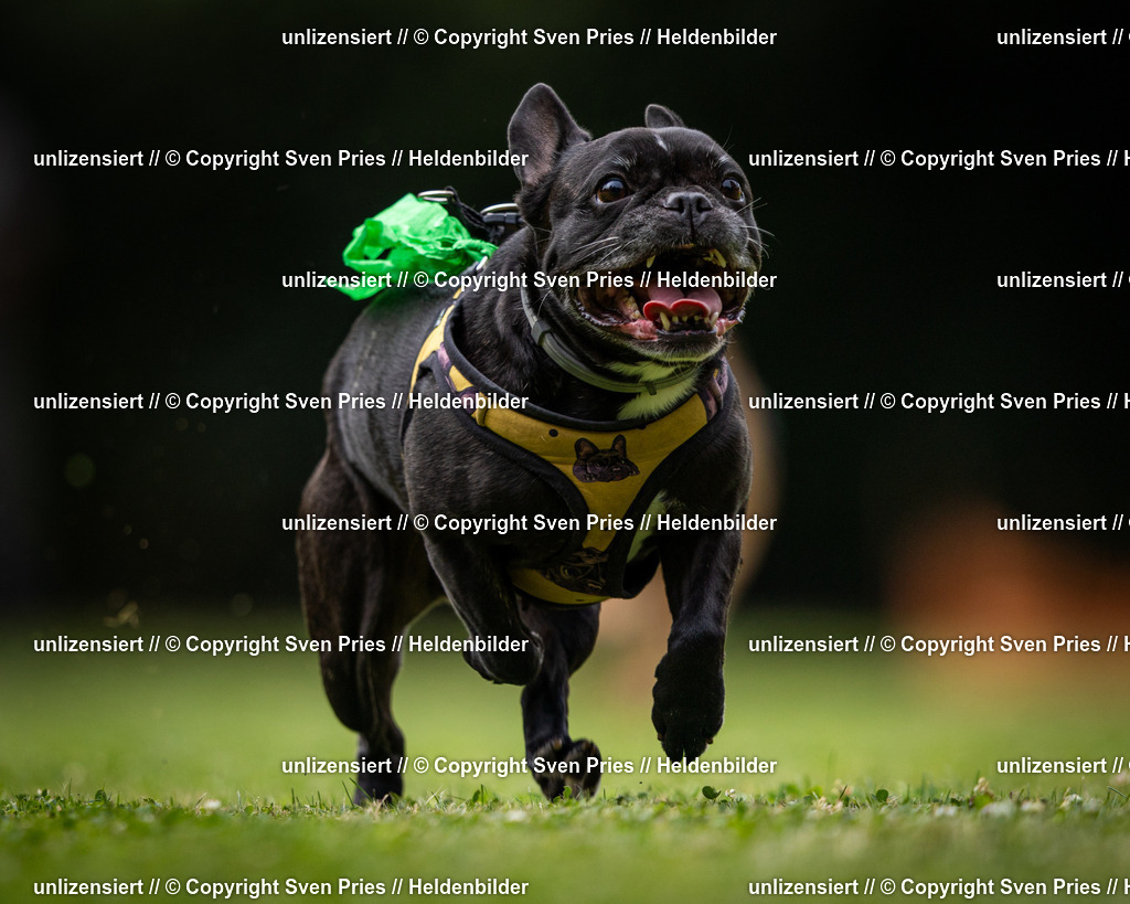 Sven Pries | 19. Allgemeines Hunderennen Karlsruhe Durlach - Realisiert mit Pictrs.com