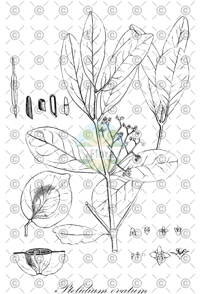 HistAbb_wfo-0001076254_1_ENZY_Simple | Historische Abbildung von Ptelidium ovatum - Celastraceae | Historical Illustration of Ptelidium ovatum - Celastraceae