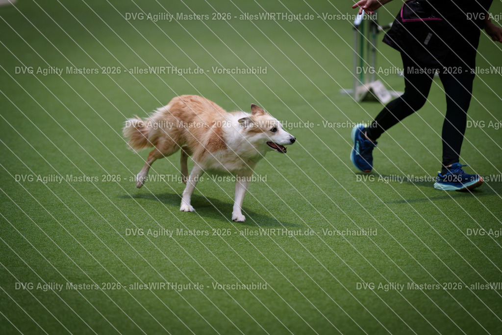 allesWIRTHgut_Tierfotografie-DVG_Agility_Masters_2026-08_25-7R500376 | Professionelle Tierfotografie in Mönchengladbach von Daniel Wirth (allesWIRTHgut). Liebevolle & natürliche Bilder von Hunden & Katzen für unvergessliche Erinnerungen.