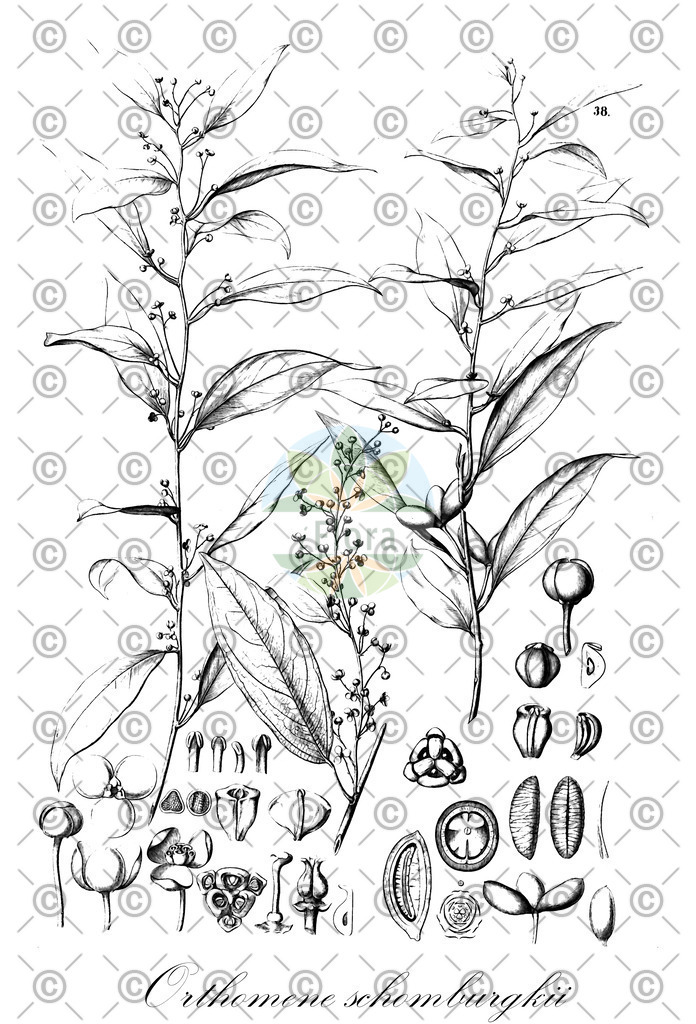 HistAbb_wfo-0000482193_1_ENZY_Simple | Historische Abbildung von Orthomene schomburgkii - Menispermaceae | Historical Illustration of Orthomene schomburgkii - Menispermaceae