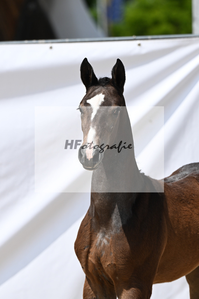 Cornets Balou x Casall_Gross_12250698 | hf-fotografie - Realisiert mit Pictrs.com