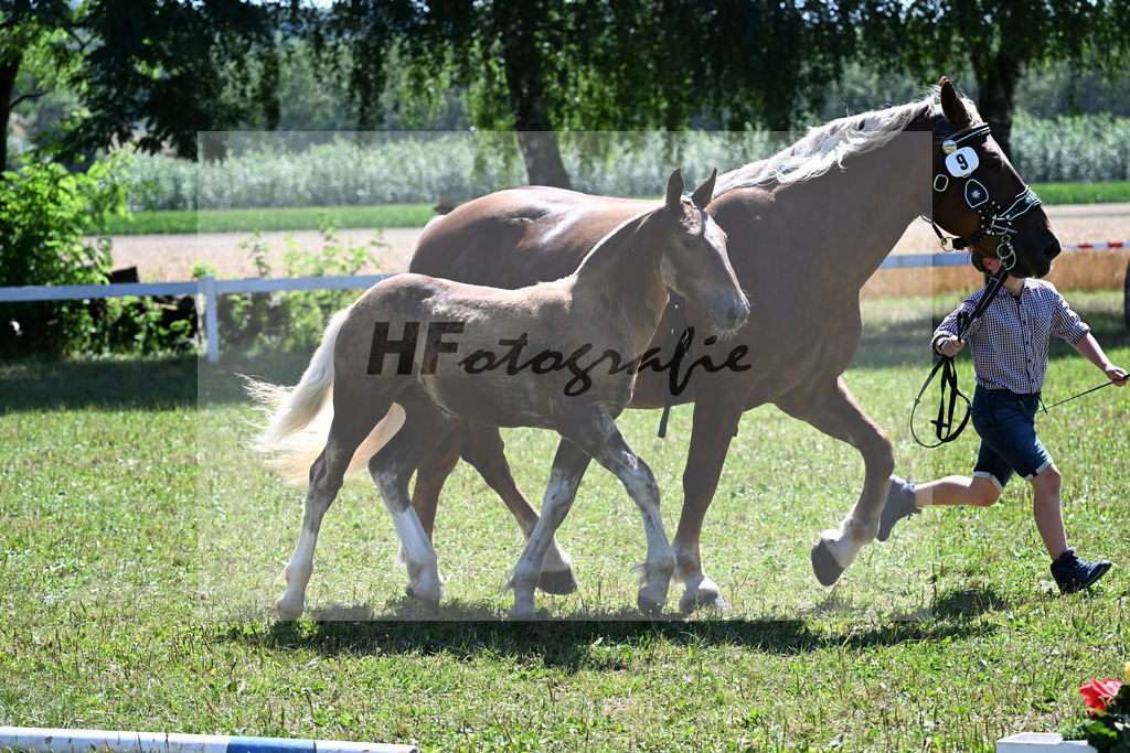 Kat-Nr. 9 SF v. Sambuca x Vivaldi_Lamecker_22250212 | hf-fotografie - Realisiert mit Pictrs.com