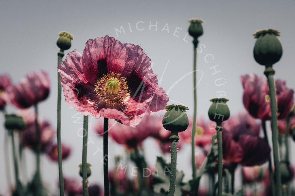 2023-05-29 Pink Poppies Erlenbach Oelmuehle - 067-2 | Schwotte Media - Realisiert mit Pictrs.com