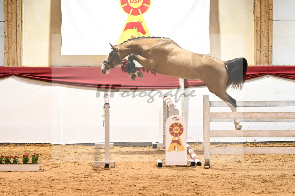 Kat-Nr. 20 Der Terminator RR x Balou du Rouet_Eichler_43231214 | hf-fotografie - Realizzato con Pictrs.com