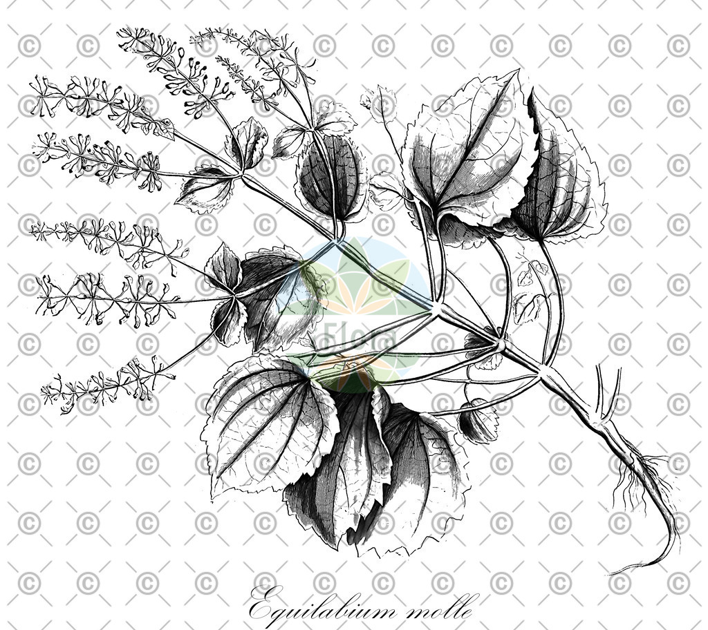 HistAbb_wfo-0000867265_1_ENZY_Simple | Historische Abbildung von Equilabium molle - Lamiaceae | Historical Illustration of Equilabium molle - Lamiaceae