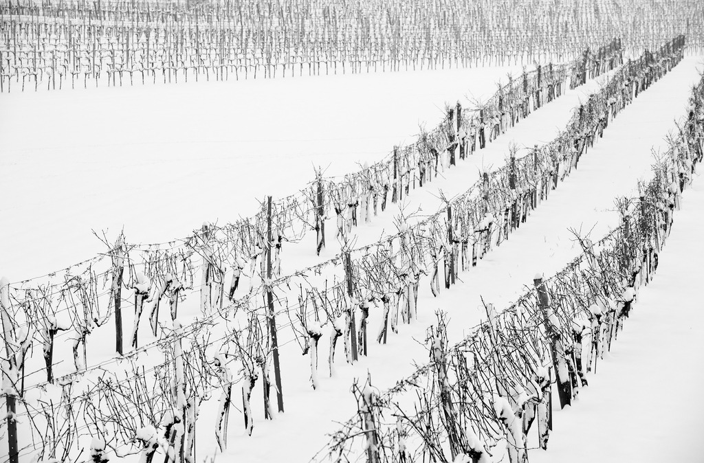 Weingarten im Winter | Enzersfeld, Austria - February 23, 2013: Weingarten im Winter. - Realisiert mit Pictrs.com