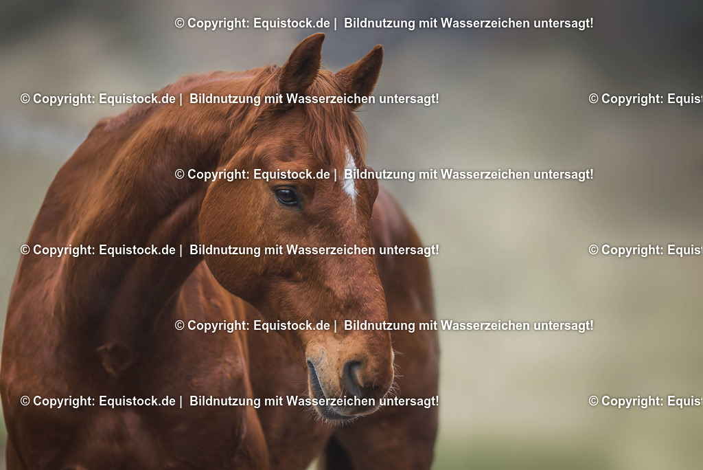 TS_20170131_Fuchs_Portrait_0002 | Foto: Thomas Hartig