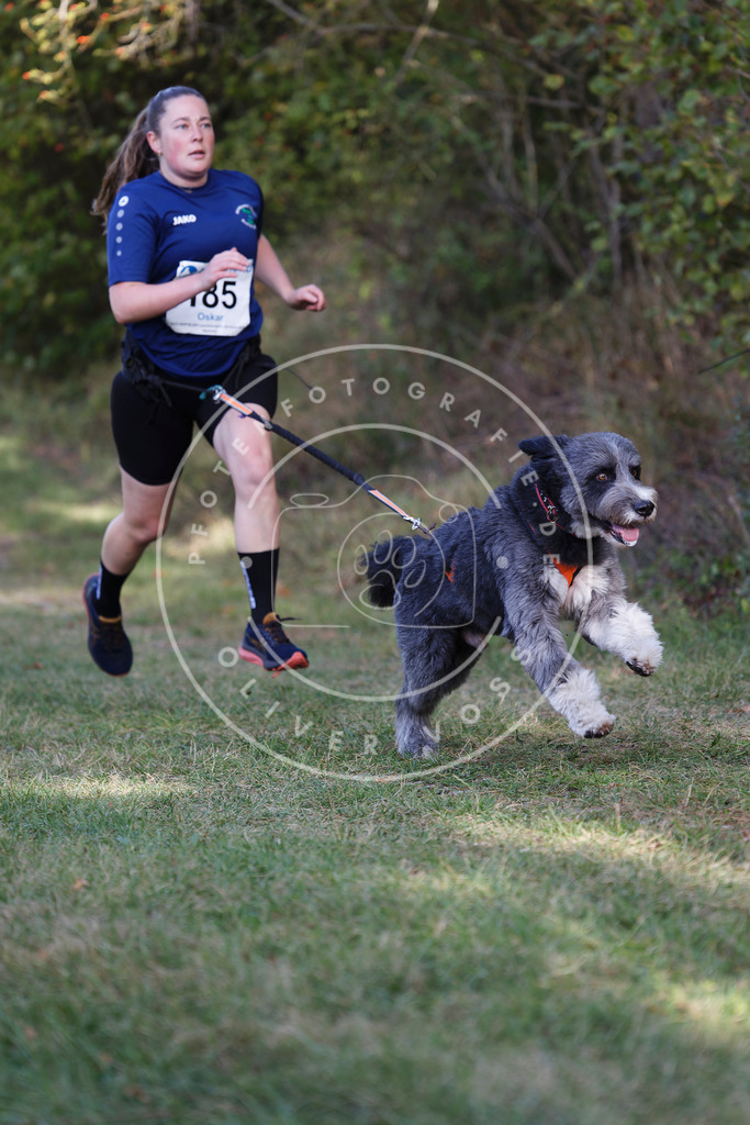 0L8A5545 | Hundefotografie, Tierfotograf, Pfotenfotografie, Fotoshooting Hund, Hunde Portrait, Hundesport, Hundeportraits, Heideshooting, Hunde, Sportfotograf, Hundefotograf, Turnierhundsport, THS,  - Realisiert mit Pictrs.com