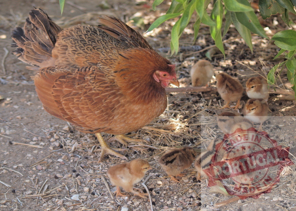 Hen looking after her baby chicks under shade | Hen standing with her baby chicks resting beneath a leafy plant - Realisiert mit Pictrs.com