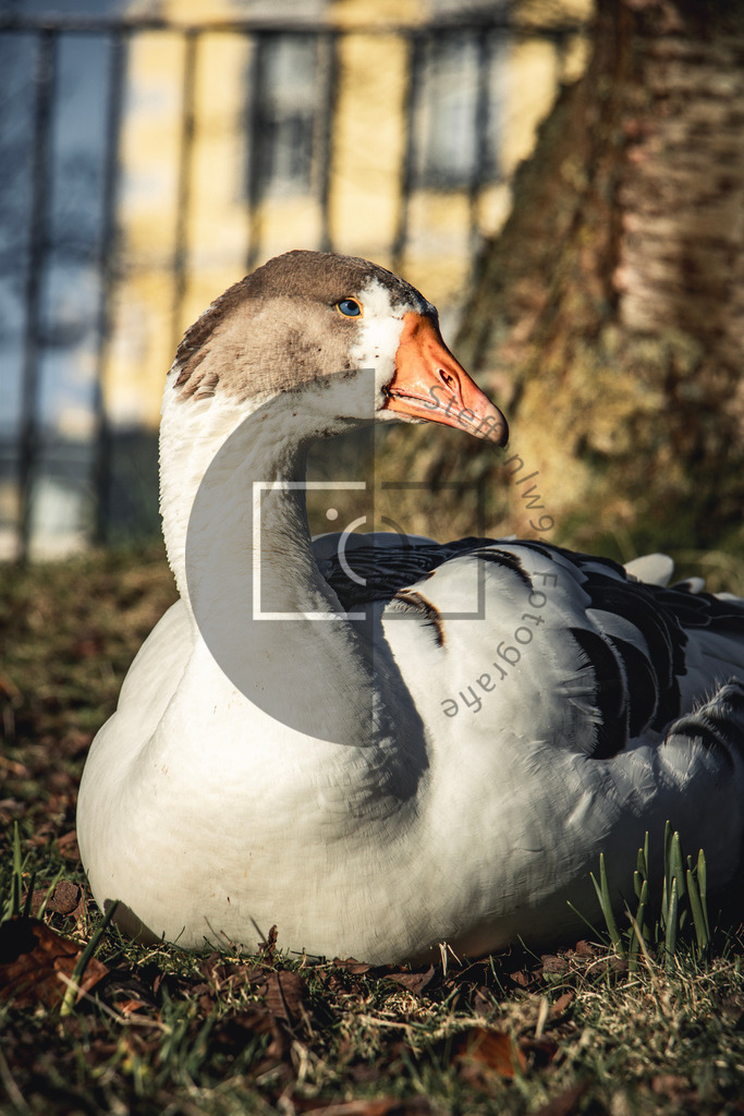 Wandbild Hausgans im Schlossgarten Oldenburg | Ich bin Fotograf und auf meiner Webseite hast du die Möglichkeit meine fotografie als Wandbilder druckfertig für dein Zuhause zu bestellten. - Realisiert mit Pictrs.com