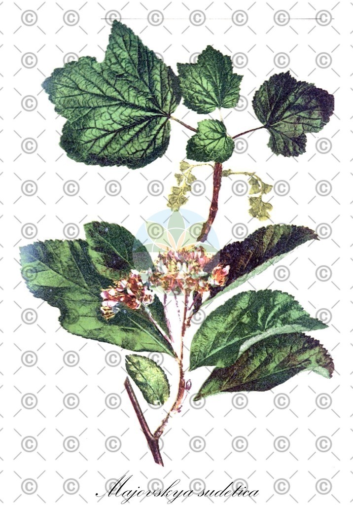 HistAbb_wfo-0000449806_2_ENZY_Simple | Historische Abbildung von Majovskya sudetica - Rosaceae | Historical Illustration of Majovskya sudetica - Rosaceae