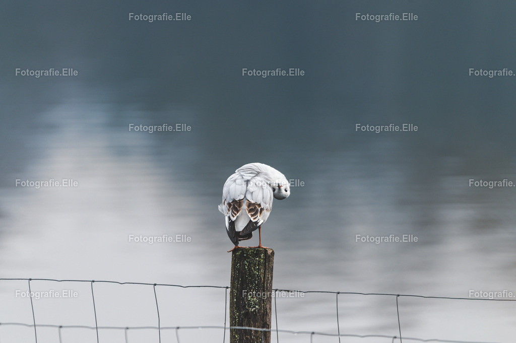 Möwe steht auf einem Holzpfosten und schaut mit verdrehtem Kopf in die Kamera | Fotografie Elle - Realisiert mit Pictrs.com