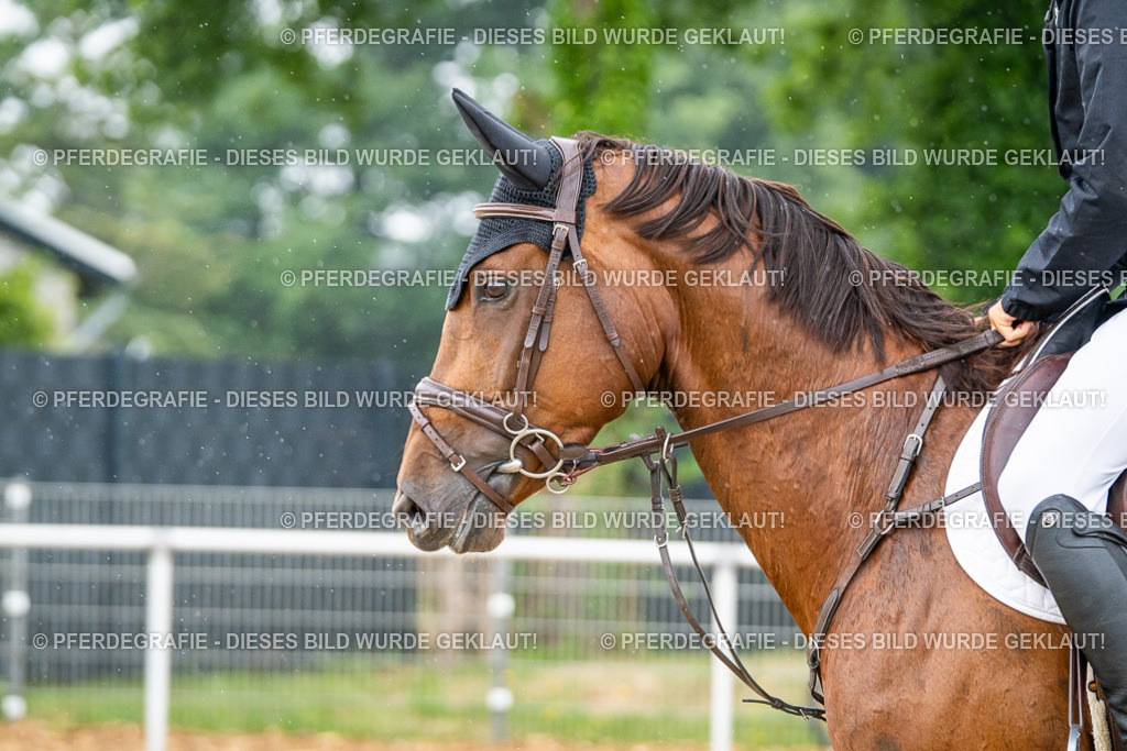 DSC01484 | Pferdegrafie