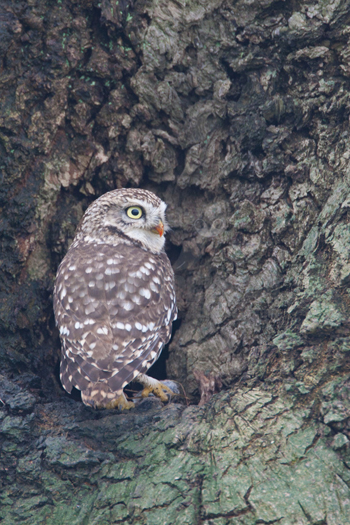 20080322_08415016436 | Der Steinkauz (Athene noctua) ist eine kleine, kurzschwänzige Eulenart aus der Familie der Eigentlichen Eulen (Strigidae). Das Verbreitungsgebiet des Steinkauzes erstreckt sich über Eurasien und Nordafrika. Er ist ein charakteristischer Bewohner der Baumsteppe mit spärlicher oder niedriger Vegetation und jagt bevorzugt auf dem Boden. - Realisiert mit Pictrs.com