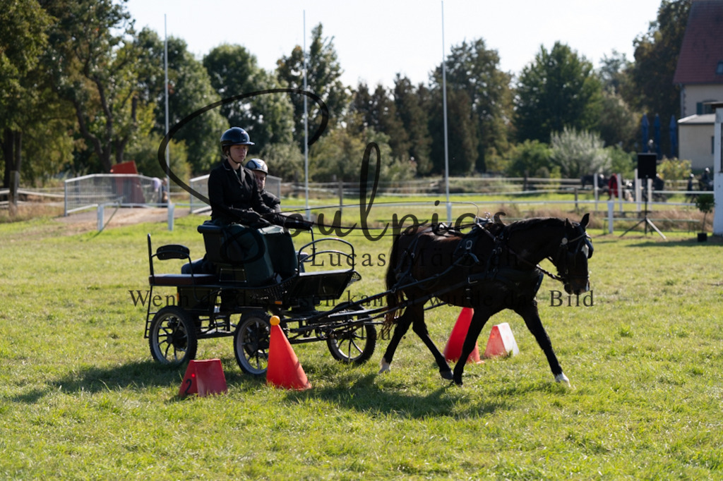 A7V04362 | Pferdefotograf