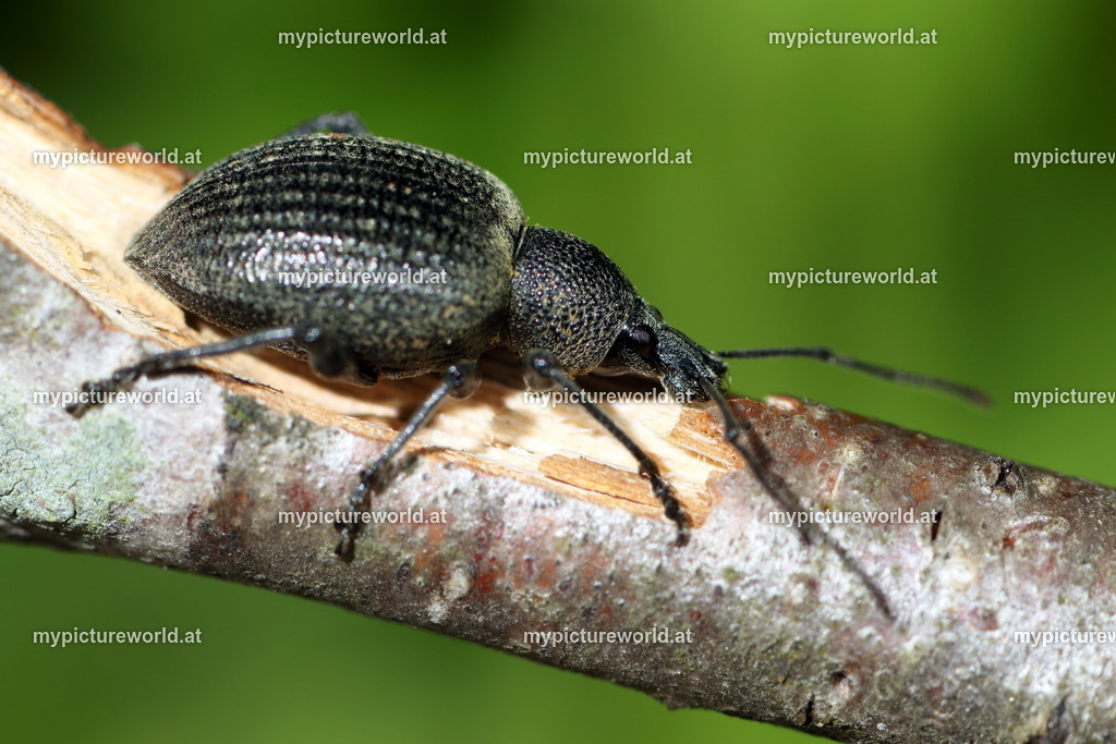 Othyorhynchus armadillo-004 | Das Bilderarchiv über Tiere, Planzen und Landschaften. In der Bilddatenbank finden Sie ein große Auswahl an hochwertigen Bilder für Ihre Werbung - Realisiert mit Pictrs.com