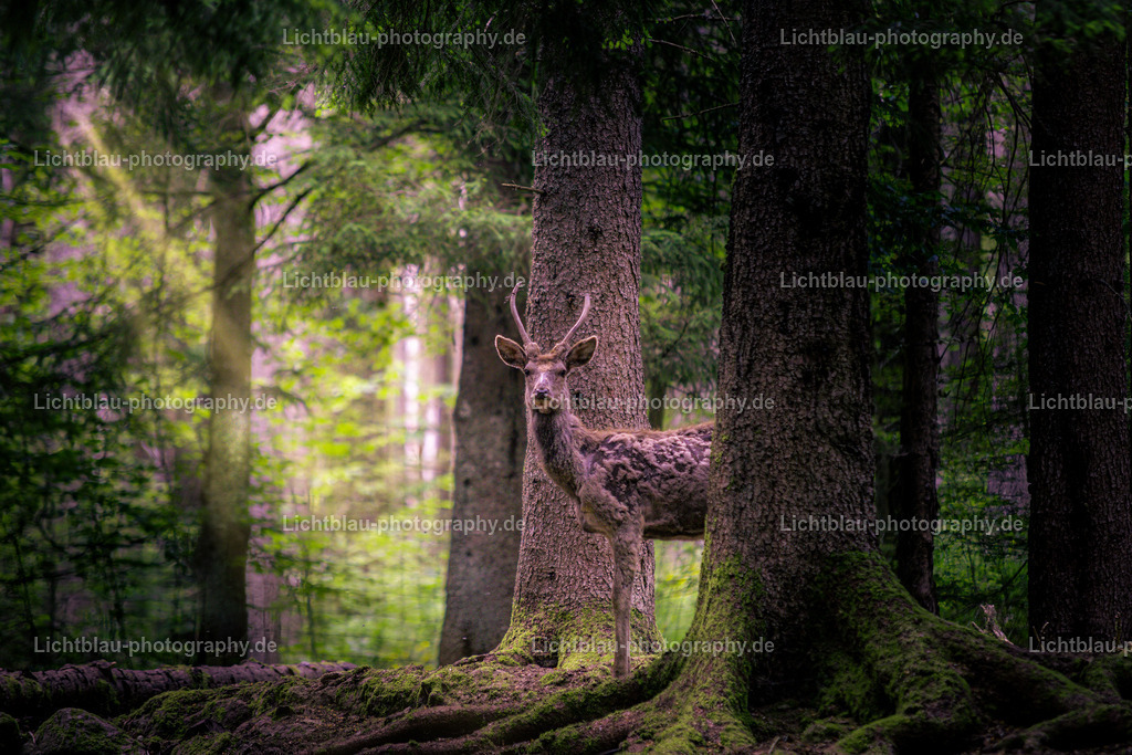 Rotwild / Hirsch | Der Rothirsch (Cervus elaphus) ist eine Art der Echten Hirsche. In der Jägersprache spricht man bei der Bezeichnung von mehreren Tieren vom Rotwild. Wie bei den meisten anderen Vertretern der Hirsche bildet nur das männliche Tier jährlich ein Geweih aus. Im mitteleuropäischen Raum ist der Rothirsch eines der größten freilebenden Wildtiere und kommt hier fast nur noch in Waldbiotopen vor. Ursprünglich war er Bewohner offener und halboffener Landschaften. - Realisiert mit Pictrs.com