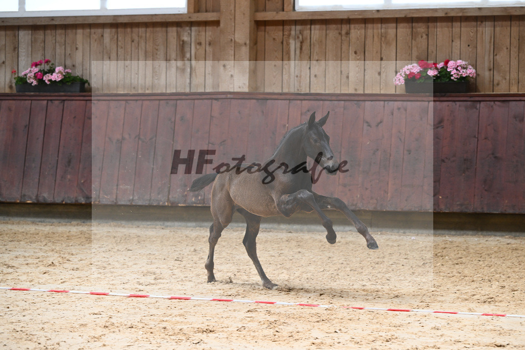 Kat-Nr. 21 HF Va Pensiero_Albert_26230292 | hf-fotografie - Realizzato con Pictrs.com