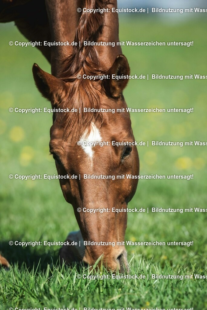 20210426_Pferd-auf-Koppel_0101 | equistock