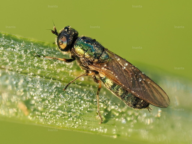 Grünglänzende Waffenfliege (Microchrysa polita) | Die Grünglänzende Waffenfliege (Microchrysa polita) ist eine 4–6 mm große, metallisch grün glänzende Waffenfliege. Sie gehört zur Familie der Stratiomyidae und wird häufig an feuchten Stellen oder auf Blättern beobachtet.
 –  – 
The Green Soldier Fly (Microchrysa polita) is a 4–6 mm metallic green soldier fly. It belongs to the family Stratiomyidae and is commonly found in damp places or on leaves. - Realisiert mit Pictrs.com