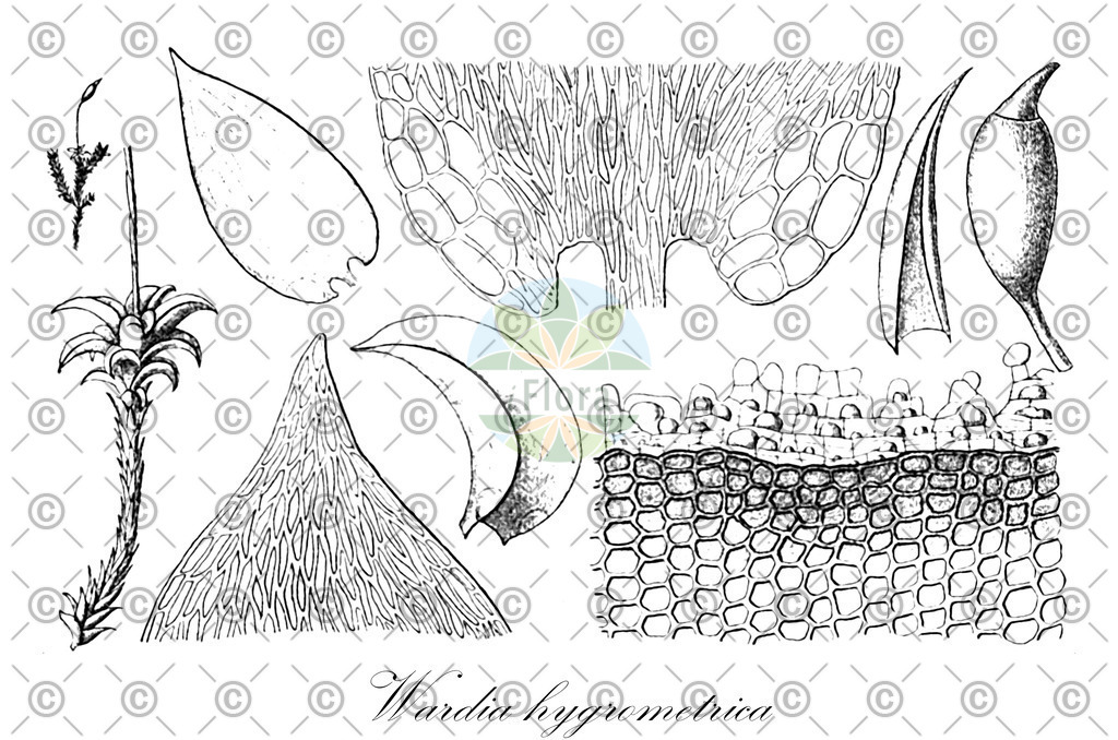 HistAbb_wfo-0001082866_1_ENZY_Simple | Historische Abbildung von Wardia hygrometrica - Dicranaceae | Historical Illustration of Wardia hygrometrica - Dicranaceae