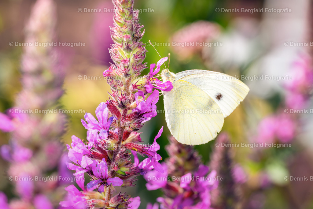 Schmetterling 10 | Entdecken Sie Natur, Makro und Tierfotografie von Dennis Bergfeld.Besondere Momente und Details der Natur, hochwertig als Foto und Wandbild erhältlich. - Realisiert mit Pictrs.com