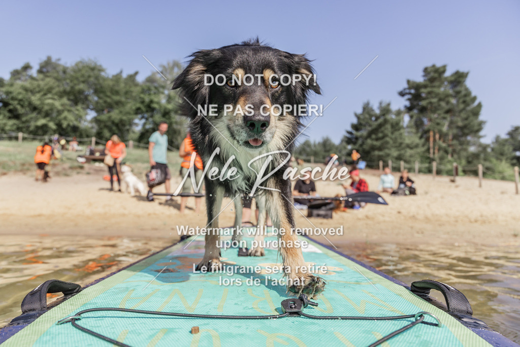 BUHU_SUP_268 | nelerasche