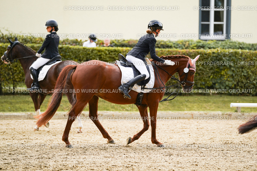 DSC01115 | Pferdegrafie