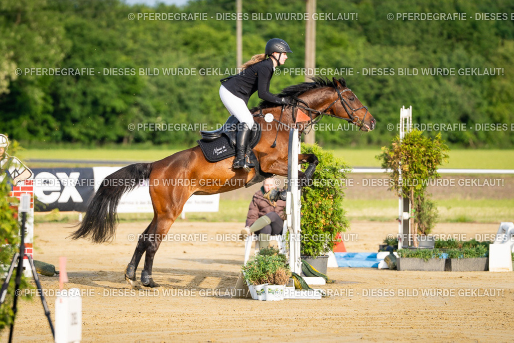 DSC02036 | Pferdegrafie