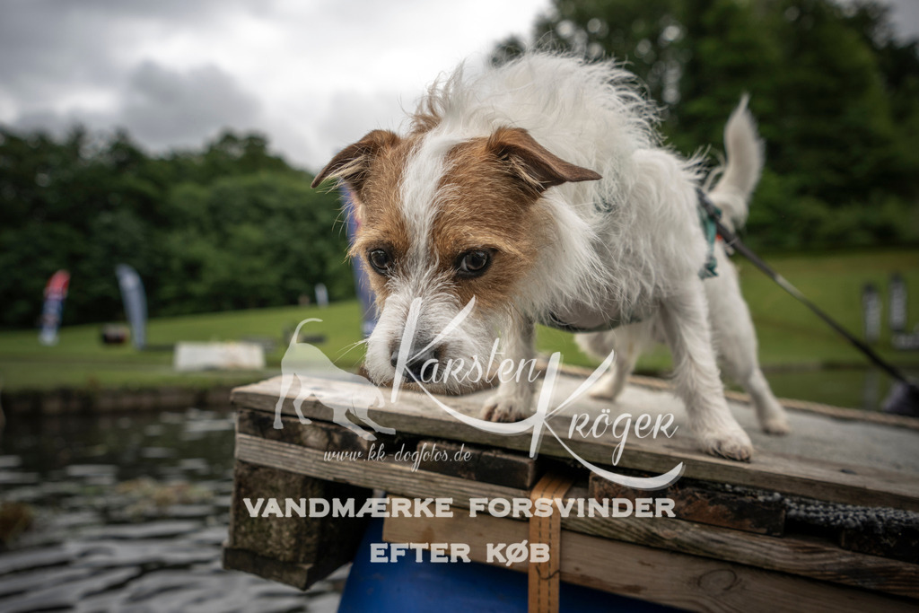 1010_ZZ94784 | kk-dogfotos