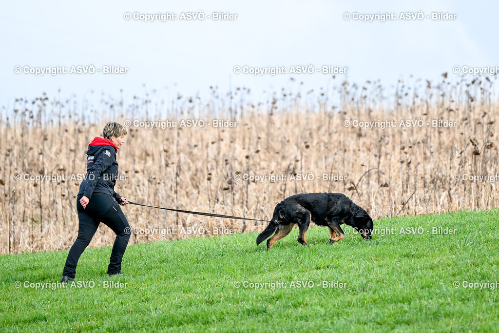 ASVÖ_ Tracking Dog World Championship 2025_ 31.03.2025-74 | 31.03.2025, AUT, ASVÖ, Tracking Dog World Championship // FCI IGP Fährtenhundeweltmeisterschaft 2025©fodo.media / Harald Dostal - Realisiert mit Pictrs.com