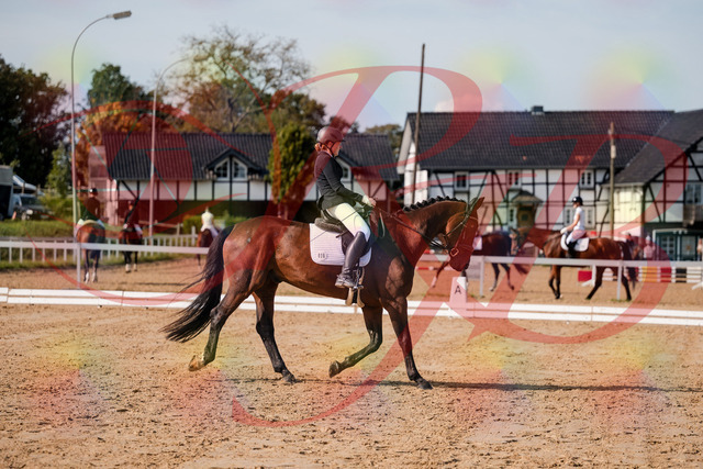 2026_10_03_Siefer-Hof_122835_Z63_48797135 | Professionelle Reitsport-, Turnier- und Eventfotografie von Robert Broda. Galerien mit ausgewählten und bearbeiteten Bildern direkt online ansehen und bestellen.