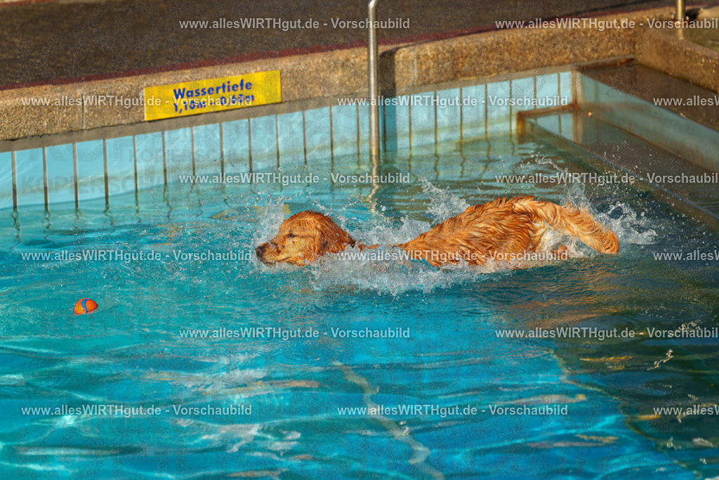 Hundeschwimmen_Grefrath_2026-allesWIRTHgut_Tierfotografie-15_03-7R509233 | Professionelle Tierfotografie in Mönchengladbach von Daniel Wirth (allesWIRTHgut). Liebevolle & natürliche Bilder von Hunden & Katzen für unvergessliche Erinnerungen.