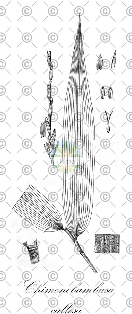 HistAbb_wfo-0000844784_1_ENZY_Simple | Historische Abbildung von Chimonobambusa callosa - Poaceae | Historical Illustration of Chimonobambusa callosa - Poaceae