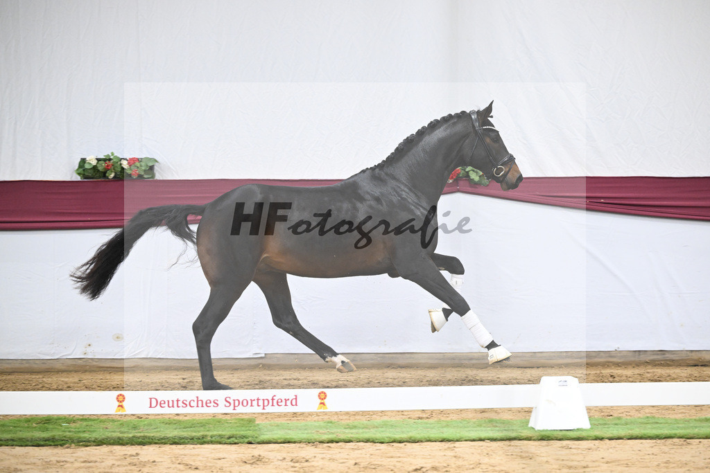 Kat-Nr. 66 Feliciano x Fidertanz_Franz Winklmaier_47252522 | hf-fotografie - Realisiert mit Pictrs.com