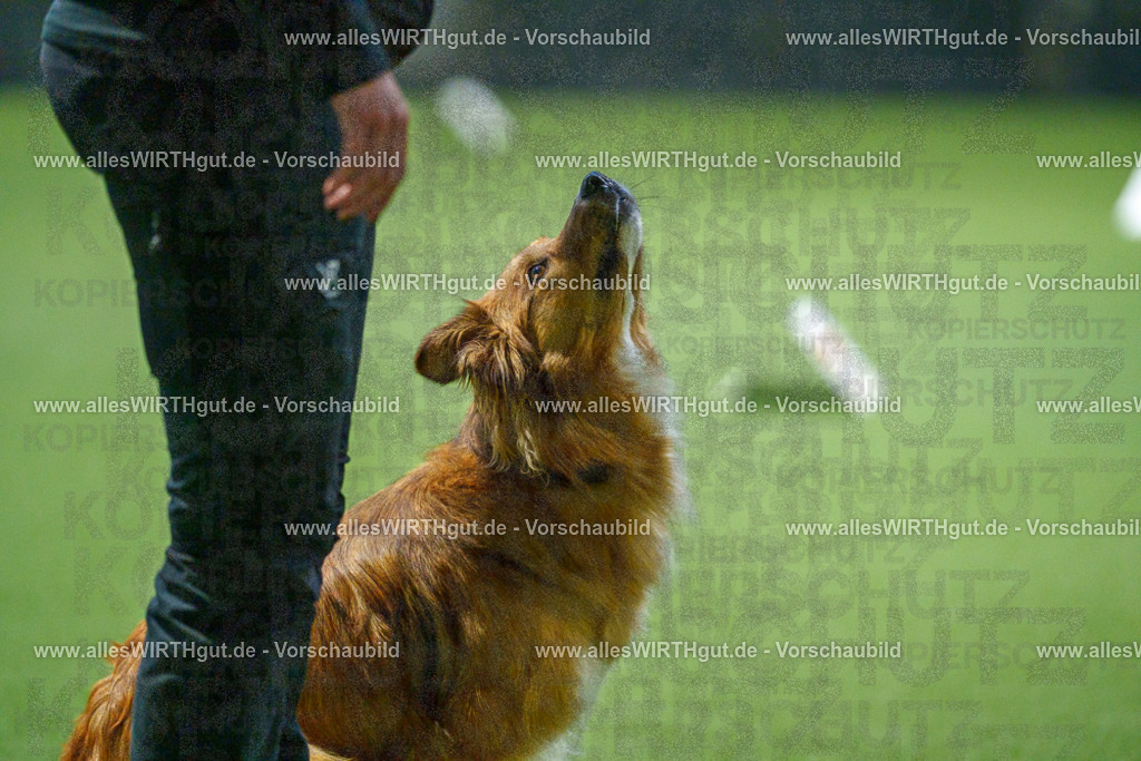 7R507737 | Professionelle Tierfotografie in Mönchengladbach von Daniel Wirth (allesWIRTHgut). Liebevolle & natürliche Bilder von Hunden & Katzen für unvergessliche Erinnerungen.